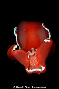 Spanish Dancer in the night by Henrik Gram Rasmussen 